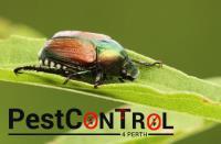 Beetle Control Perth image 4
